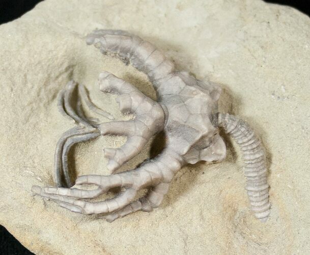 Detailed Cyathocrinites Crinoid - Crawfordsville #16090